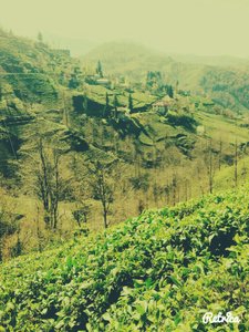 Kalkandere İncirli Köyü Resimleri 1