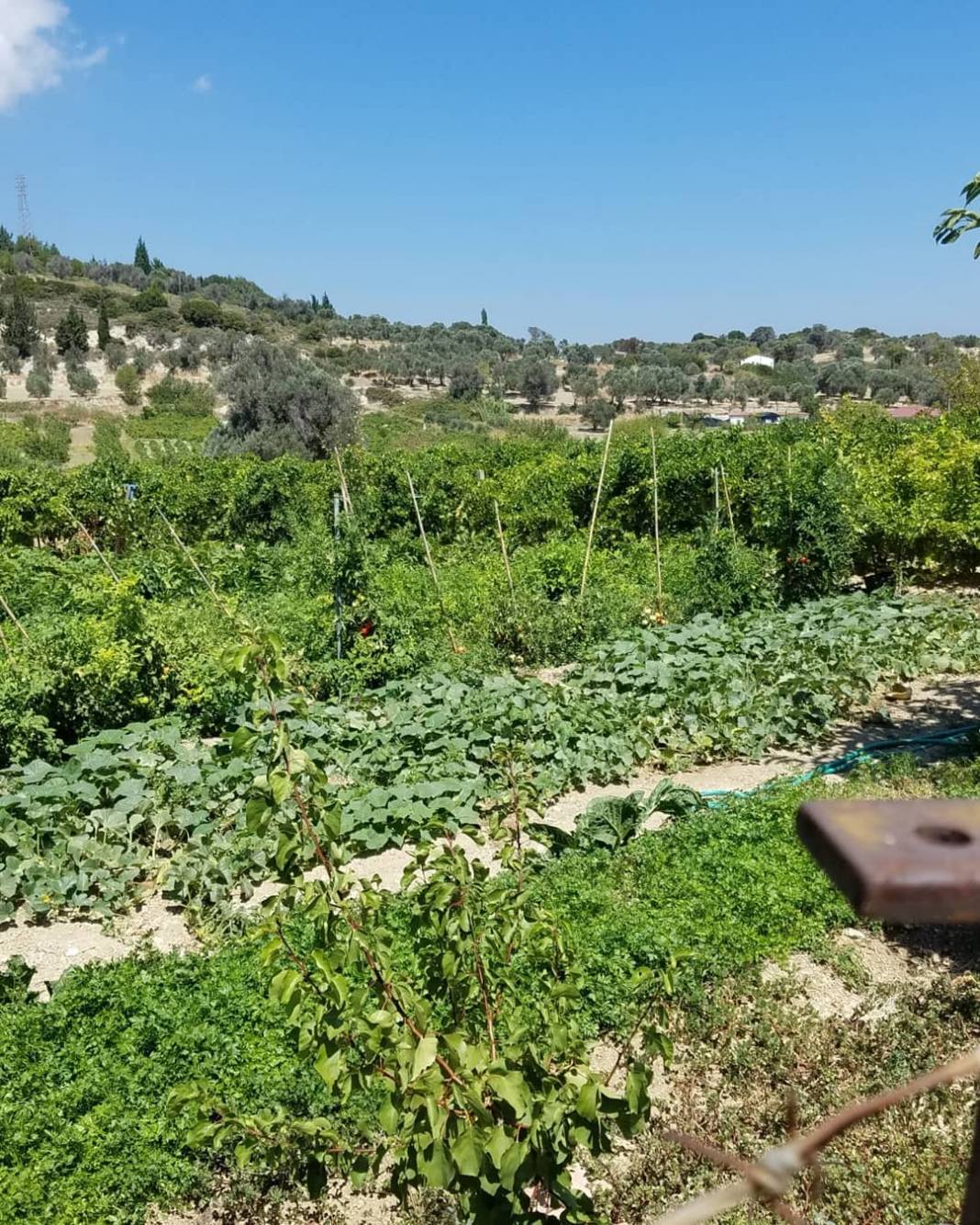 Bergama İncecikler Köyü Resimleri 7