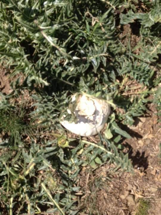 Sarız Altısöğüt  Köyü Resimleri 1