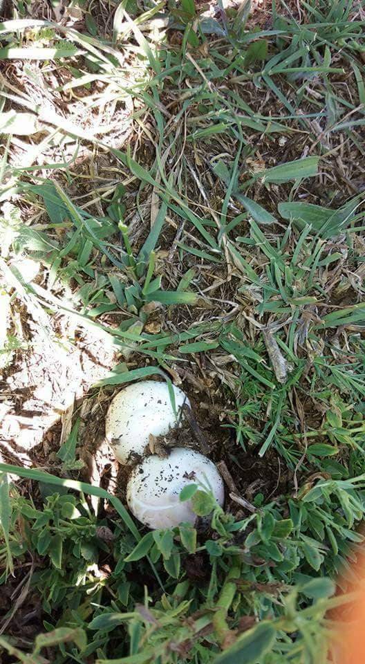 Sarız Altısöğüt  Köyü Resimleri 2