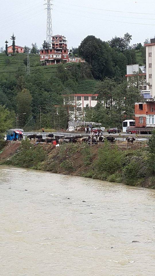 Kalkandere Ormanlı Köyü Resimleri 8