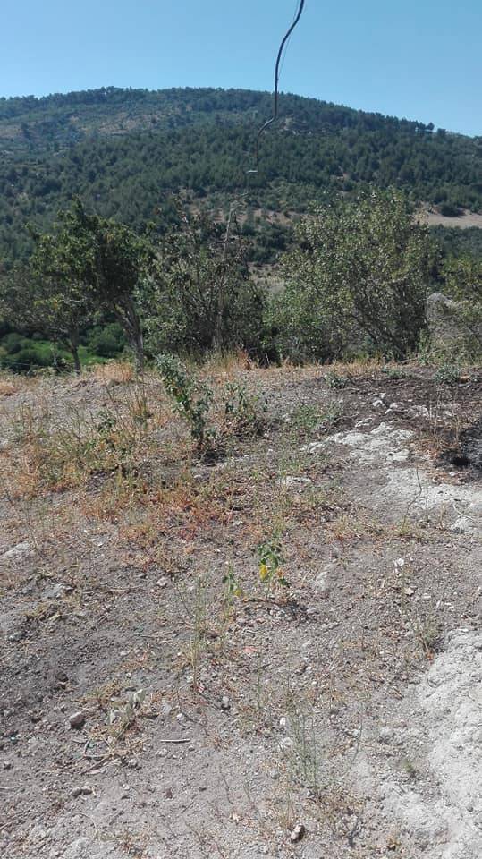 Bergama Karalar Köyü Resimleri 6