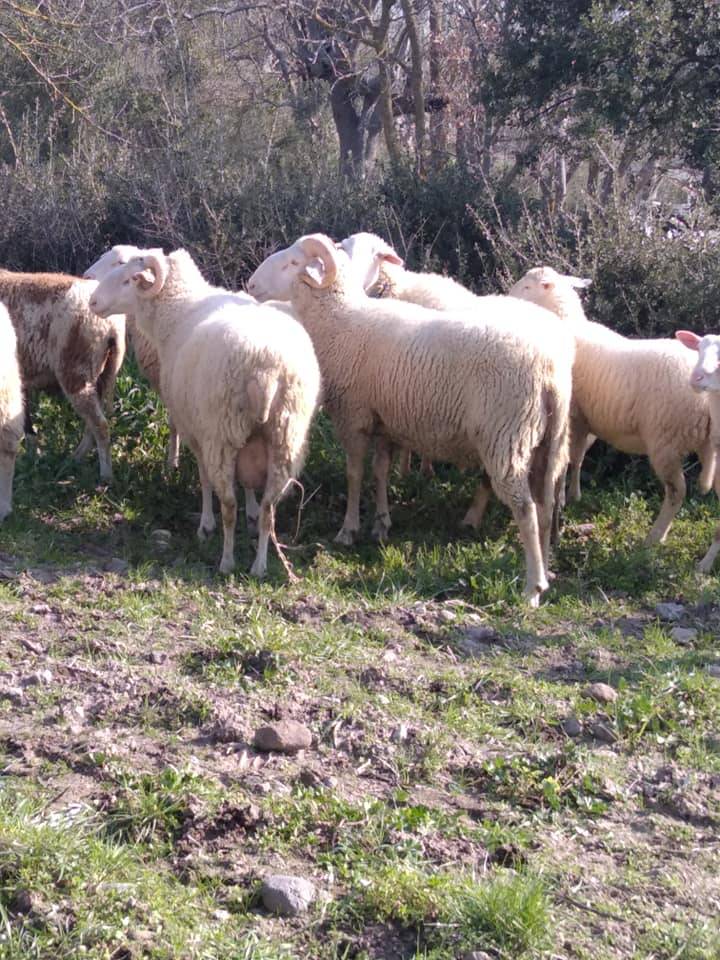 Bergama Kaşıkçı Köyü Resimleri 6