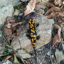 Sarız Gümüşali  Köyü Resimleri 10