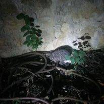 Sarız Gümüşali  Köyü Resimleri 9