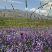 Sarız Kuşçu Köyü Resimleri 10
