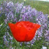 Sarız Kuşçu Köyü Resimleri 12