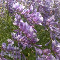 Sarız Kuşçu Köyü Resimleri 17