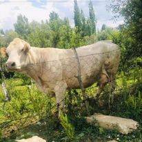 Sarız Kuşçu Köyü Resimleri 20