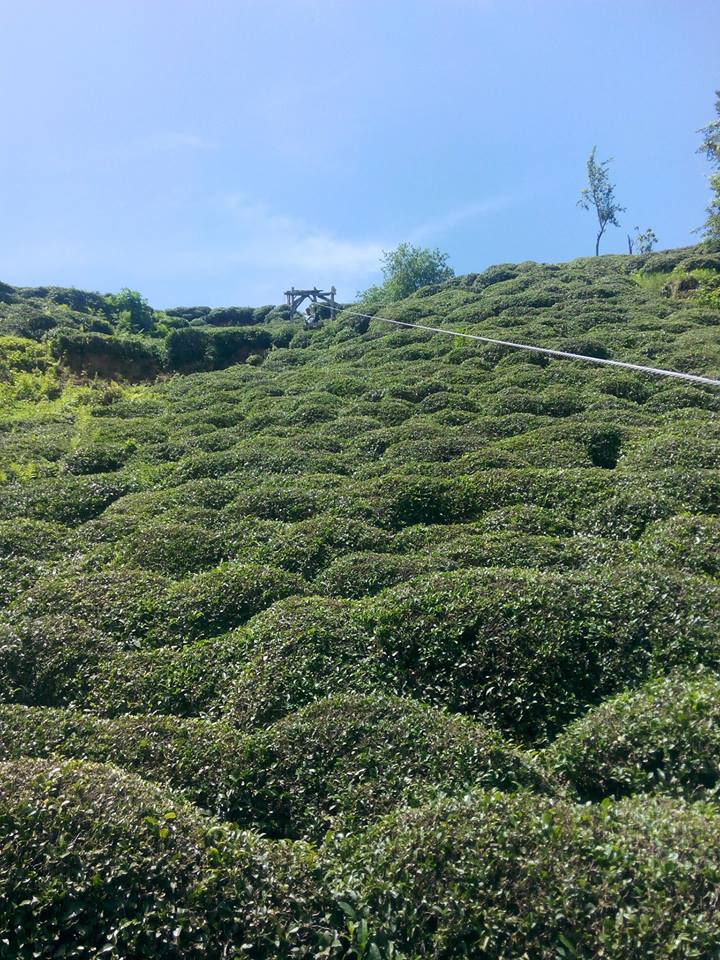 Kalkandere Yeniköy Köyü Resimleri 2