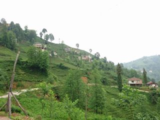 Kalkandere Yeniköy Köyü Resimleri 3