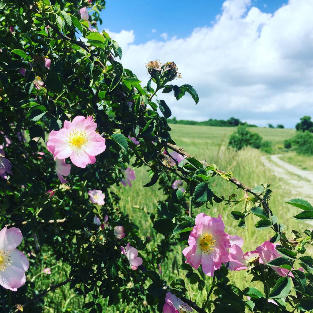 Arnavutköy Baklalı Köyü Resimleri 10