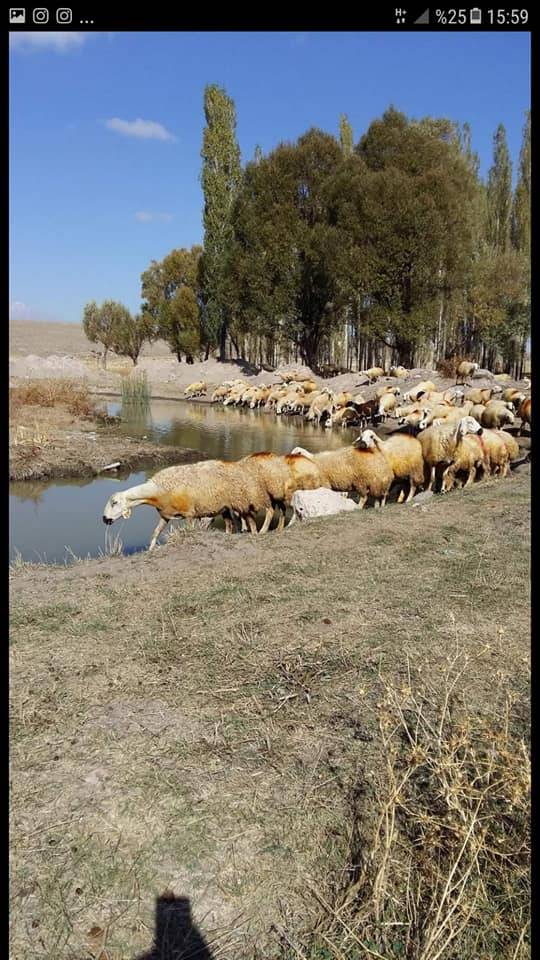 Tomarza Akmezar Köyü Resimleri 5