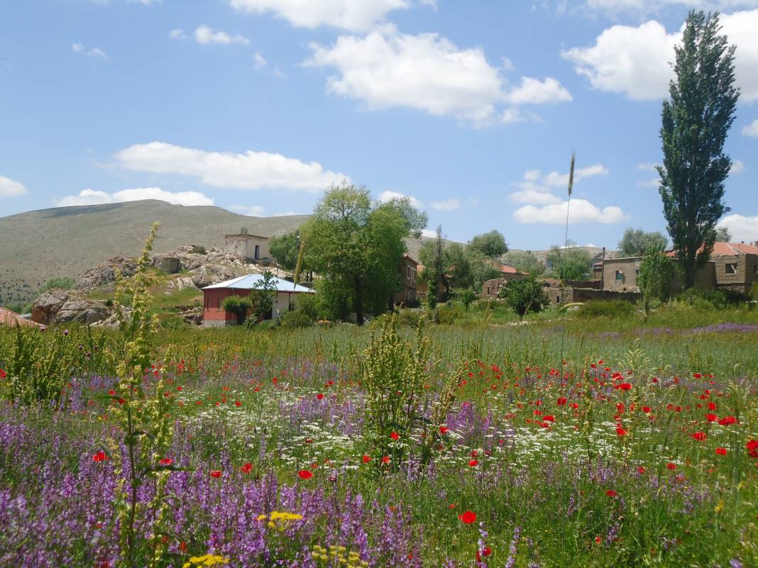 Tomarza Avşarsöğütlü Köyü Resimleri 1