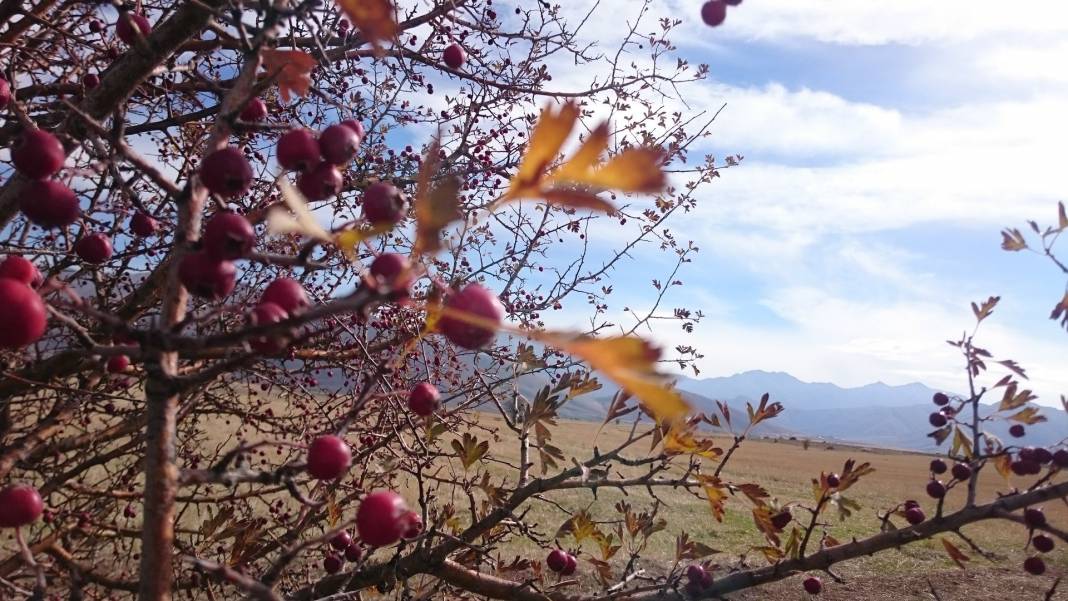 Tomarza Avşarsöğütlü Köyü Resimleri 2