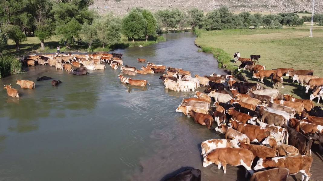 Tomarza Avşarsöğütlü Köyü Resimleri 6