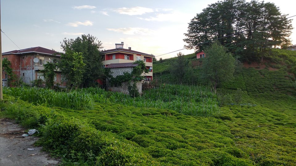 Kalkandere Yumurtatepe Köyü Resimleri 4