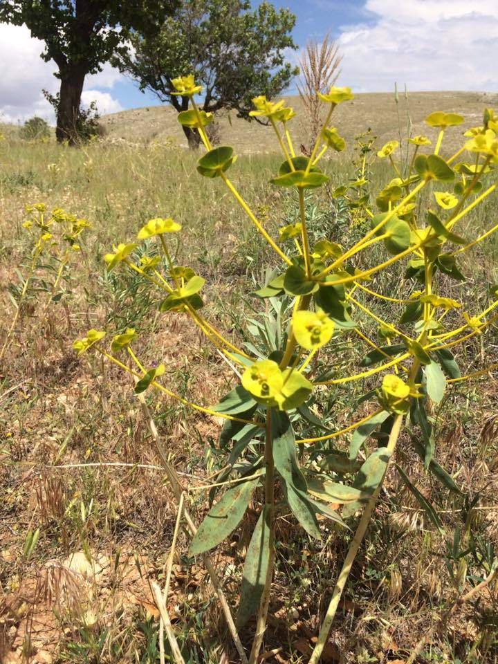Tomarza Avşarsöğütlü Köyü Resimleri 1