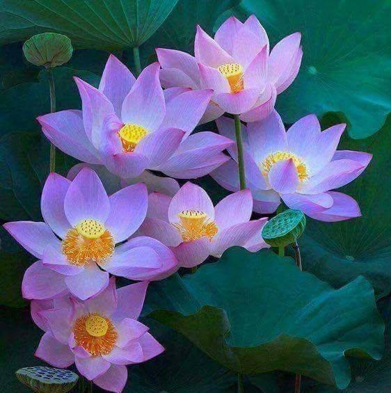 Tomarza Avşarsöğütlü Köyü Resimleri 2