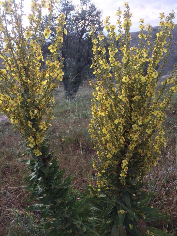 Tomarza Avşarsöğütlü Köyü Resimleri 3