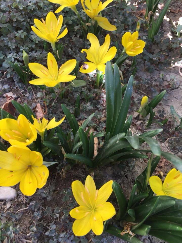 Tomarza Avşarsöğütlü Köyü Resimleri 4