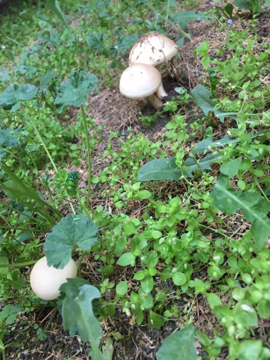 Tomarza Avşarsöğütlü Köyü Resimleri 6