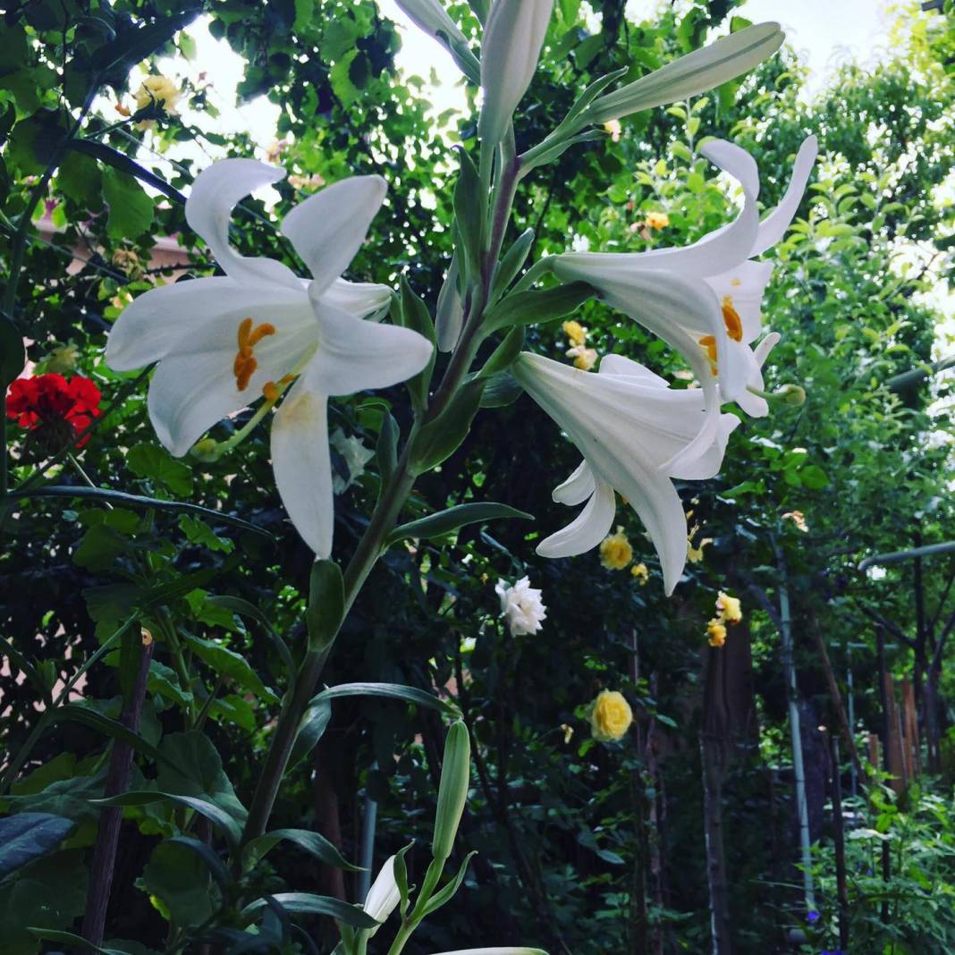 Tomarza Avşarsöğütlü Köyü Resimleri 7