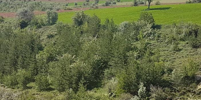 Tomarza Ekinli Köyü   Resimleri