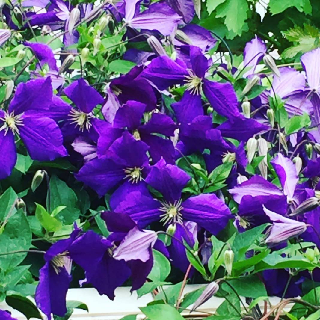 Tomarza Güzelce Köyü Resimleri 5