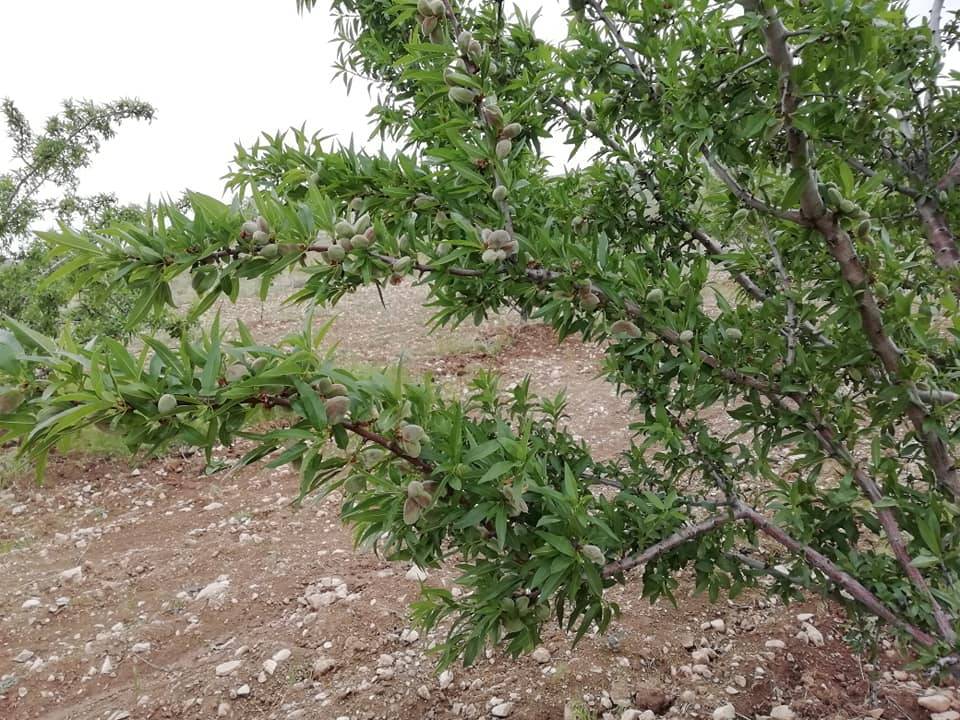 Tomarza Hacıpaşa Köyü Resimleri 4