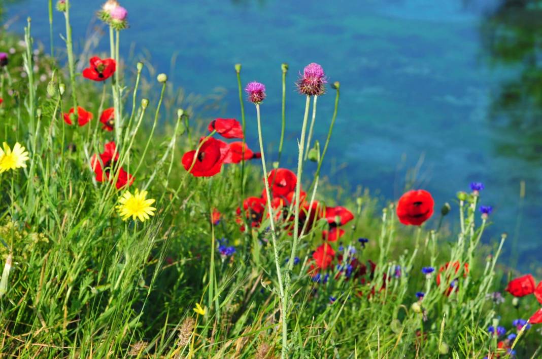 Tomarza İmamkullu Köyü Resimleri 3