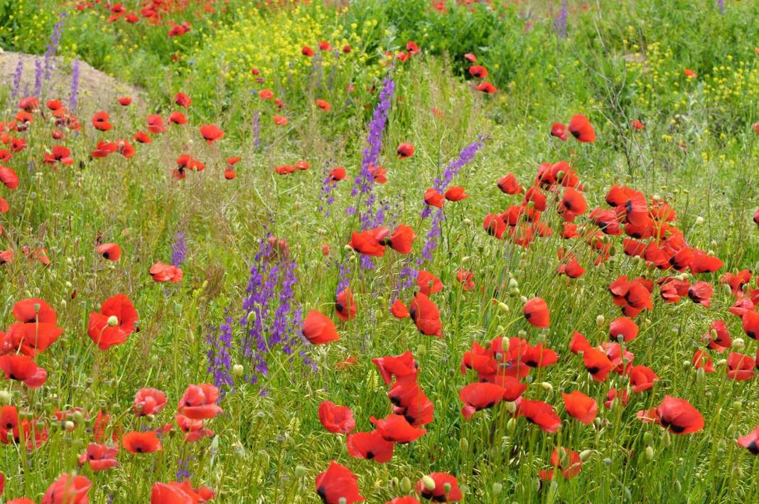 Tomarza İmamkullu Köyü Resimleri 5