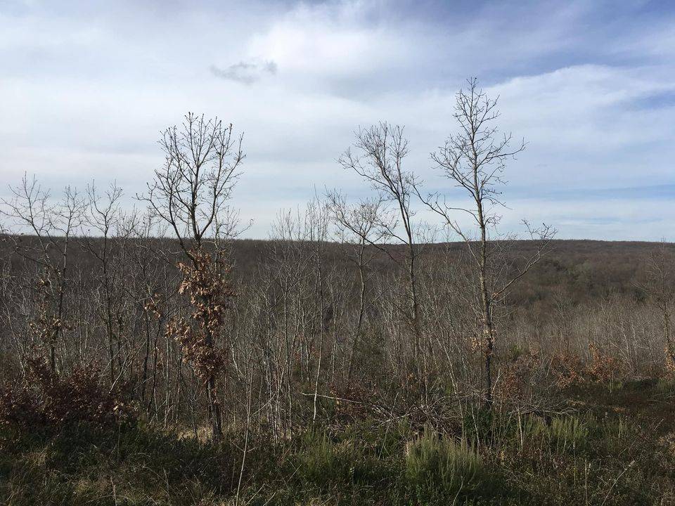 Arnavutköy Hacımaşlı Köyü Resimleri 2