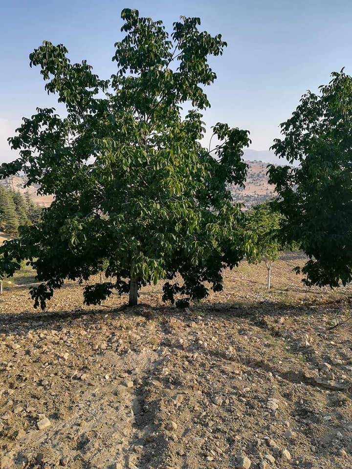 Tomarza Kale Köyü Resimleri 9