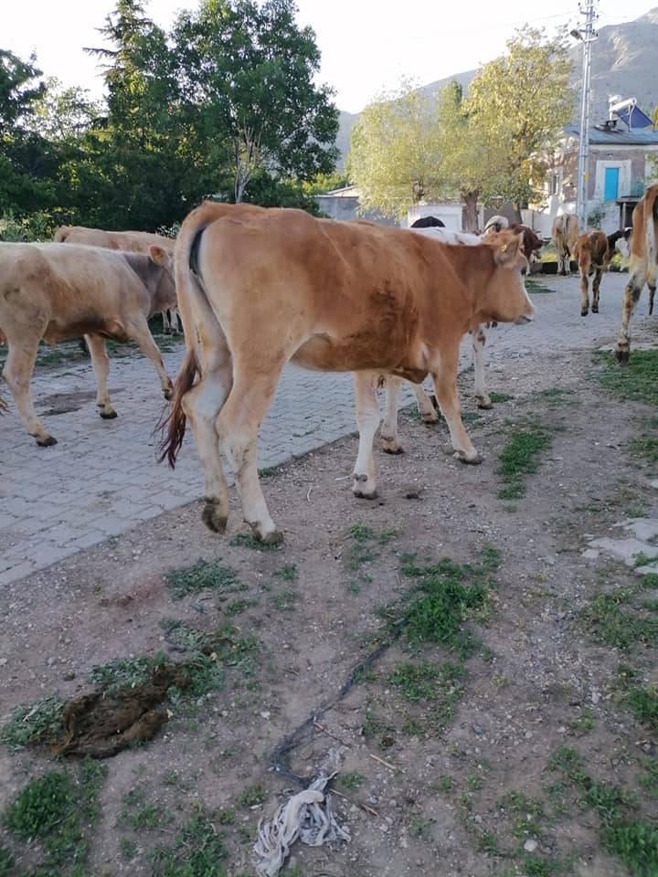 Tomarza Karamuklu Köyü Resimleri 4