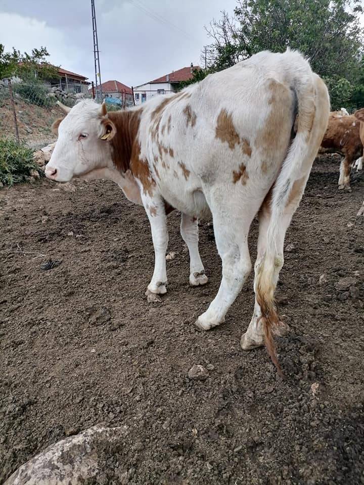 Tomarza Karamuklu Köyü Resimleri 5