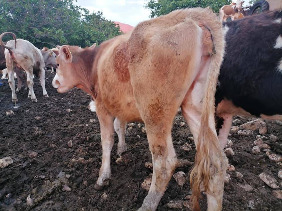 Tomarza Karamuklu Köyü Resimleri 6