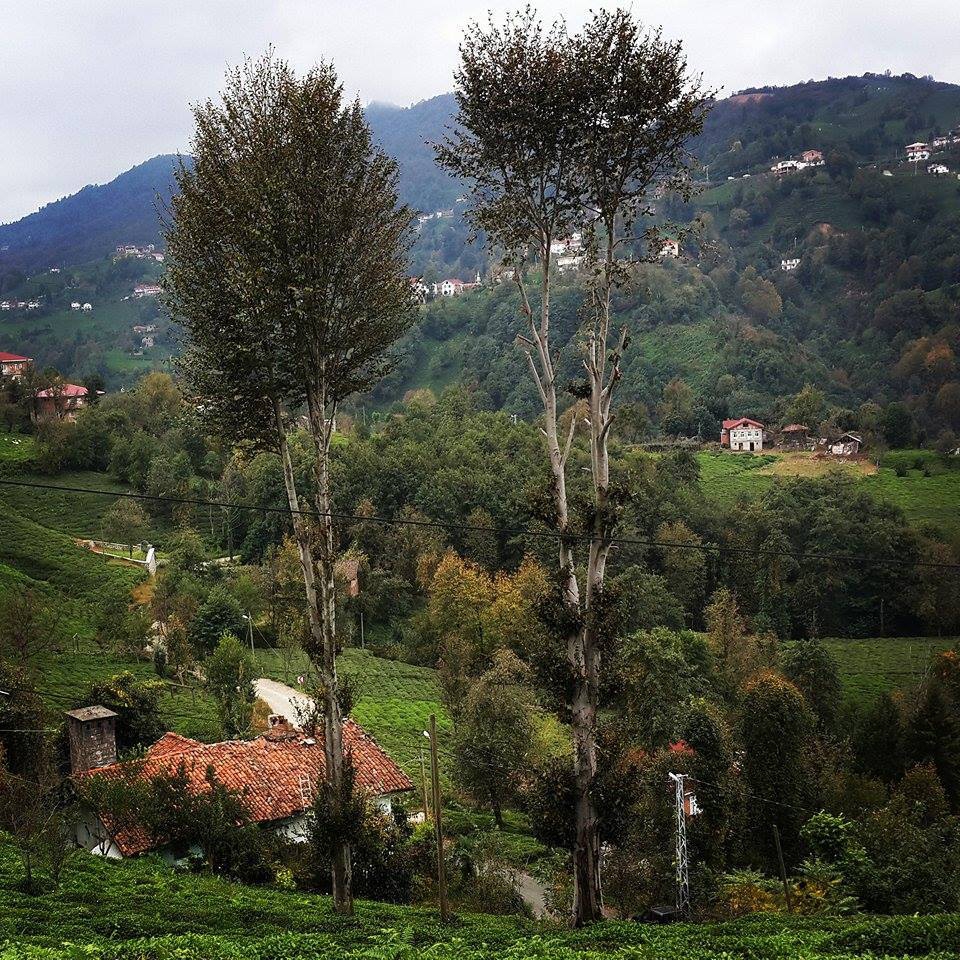 Pazar Aktepe Köyü Resimleri 1