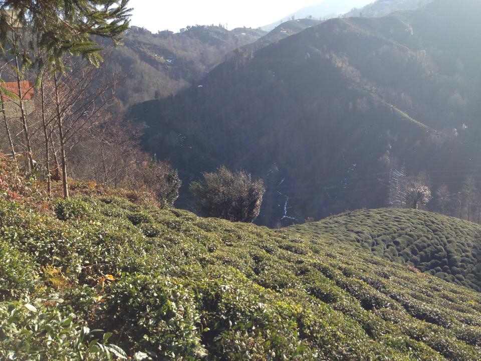 Pazar Alçılı Köyü Resimleri 2