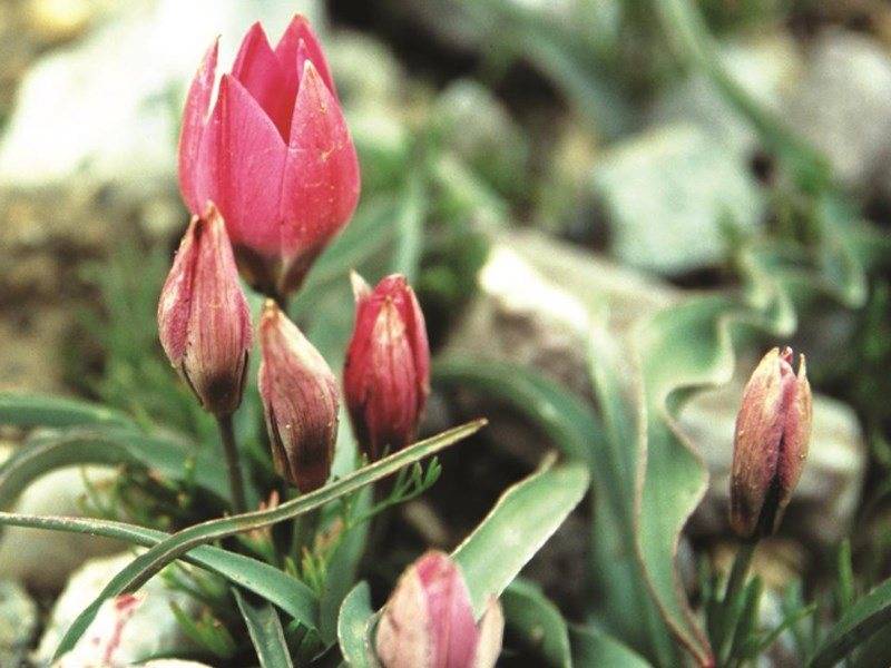 Yahyalı 75 .Yıl Köyü Resimleri 3