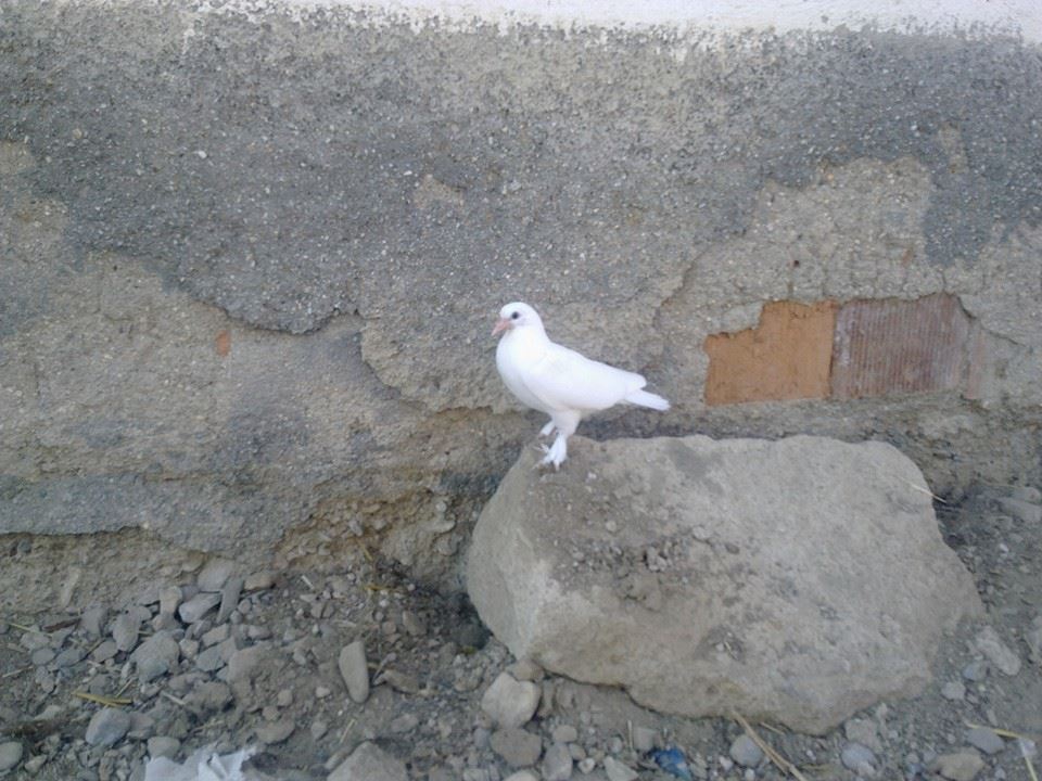 Afyon Çay Kadıköy Resimleri 14