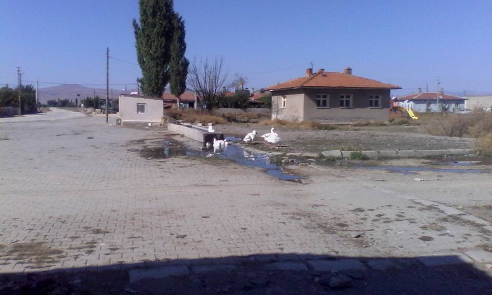 Afyon Çay Kadıköy Resimleri 8