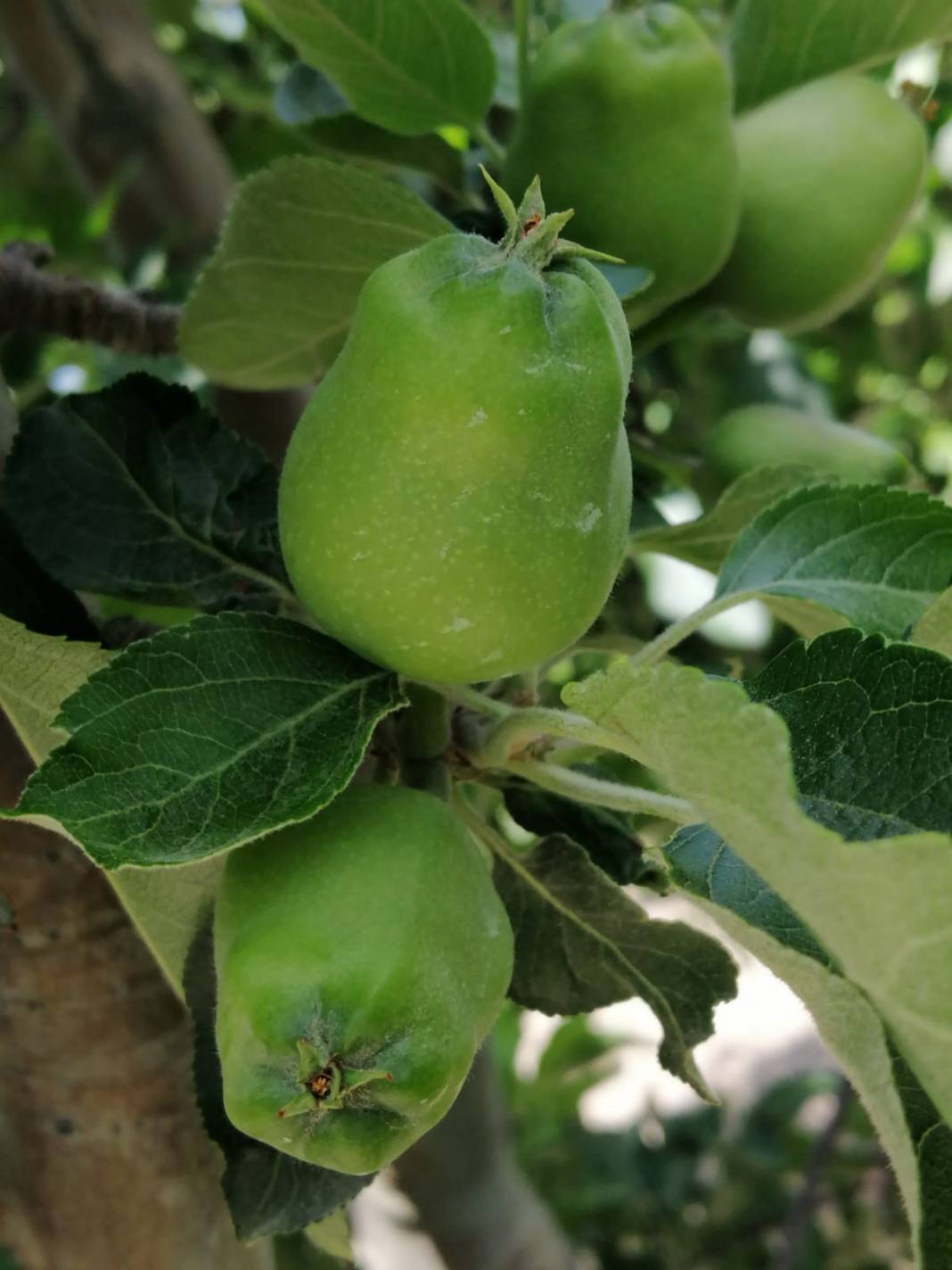 Yahyalı İlyaslı Köyü Resimleri 5