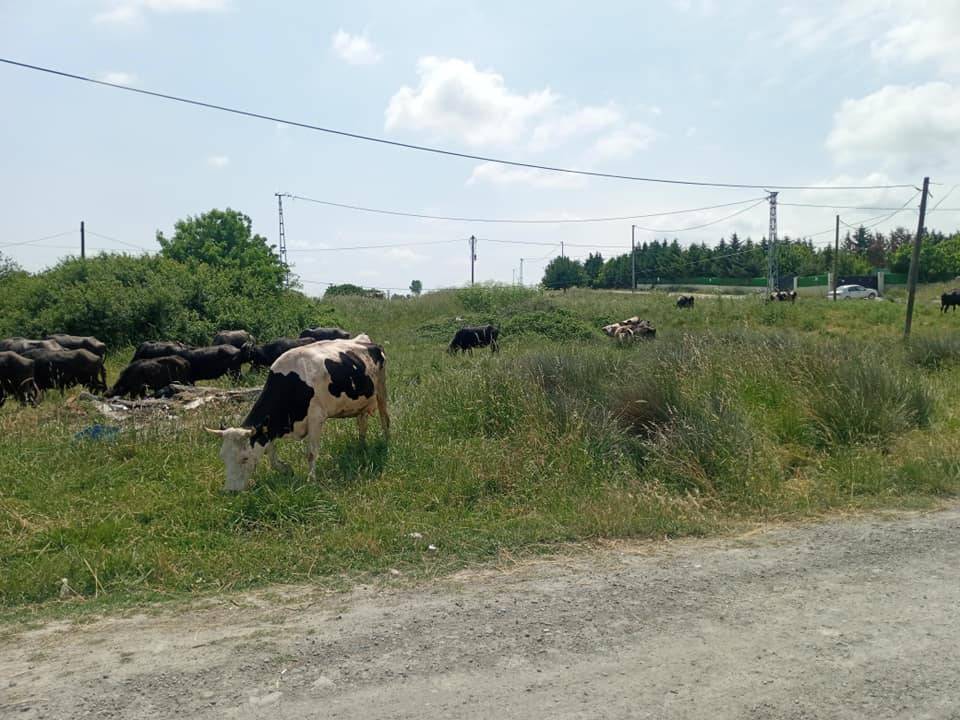 Arnavutköy Haraççı Köyü Resimleri 2