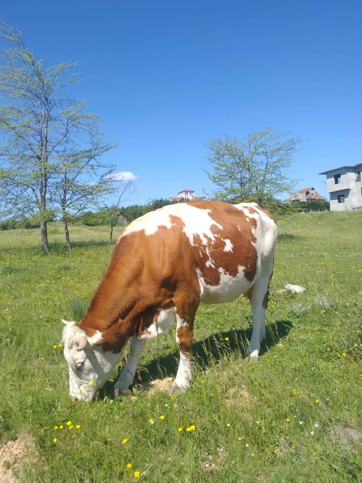 Arnavutköy Haraççı Köyü Resimleri 4
