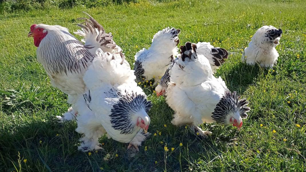 Arnavutköy İmrahor Köyü Resimleri 12