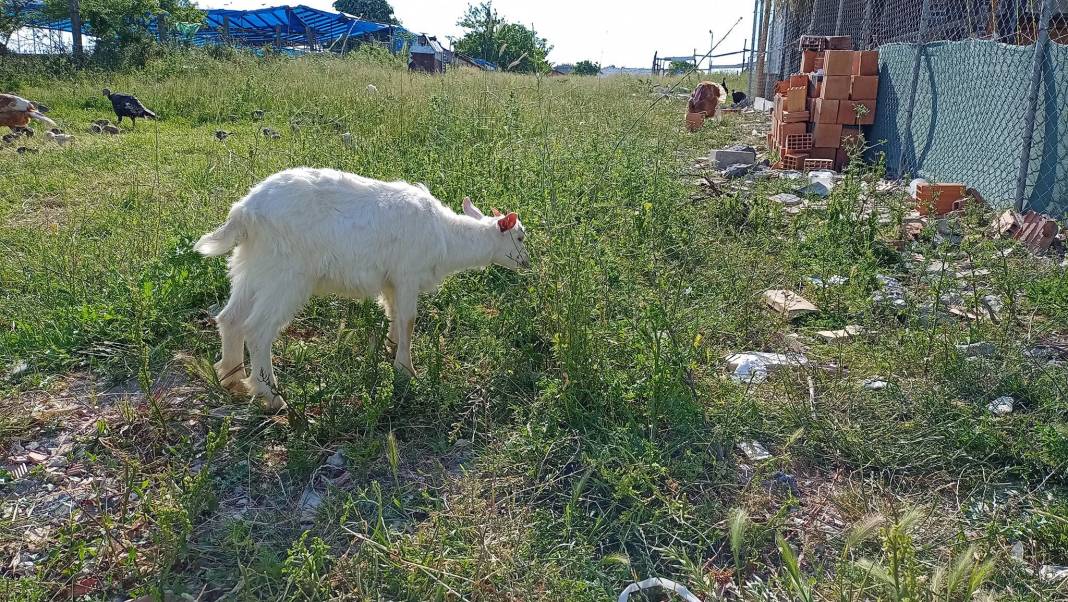 Arnavutköy İmrahor Köyü Resimleri 13