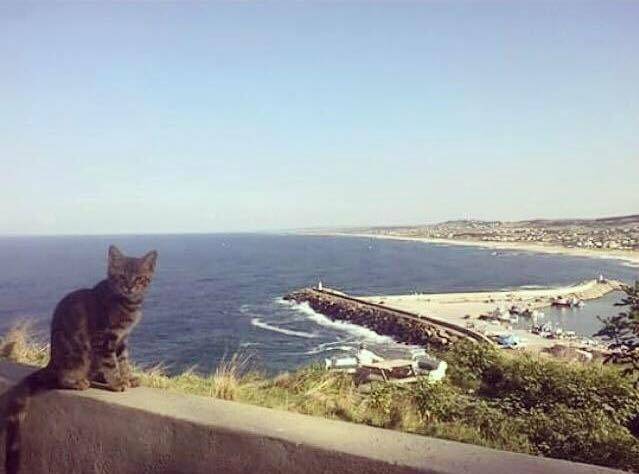 Arnavutköy Karaburun Köyü Resimleri 1