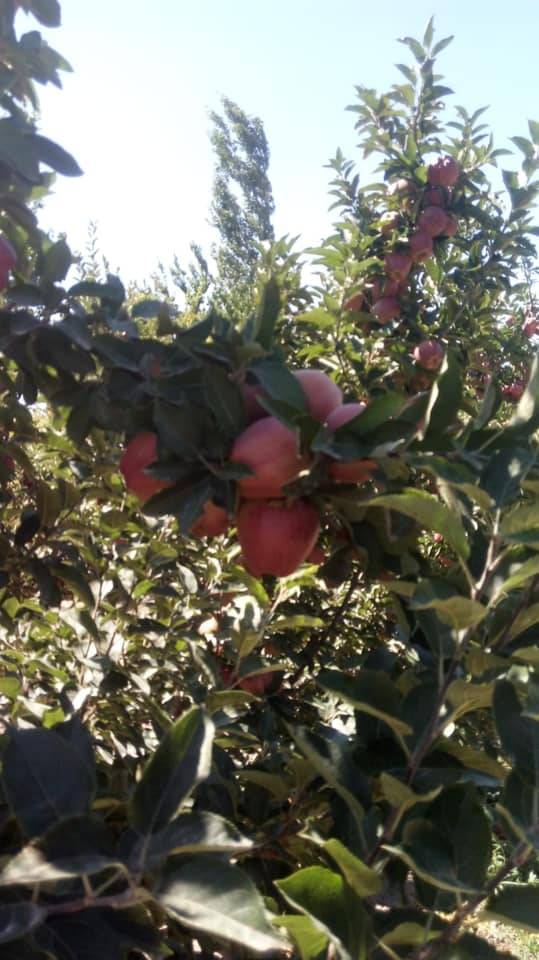 Yahyalı Kocahacılı Köyü Resimleri 2