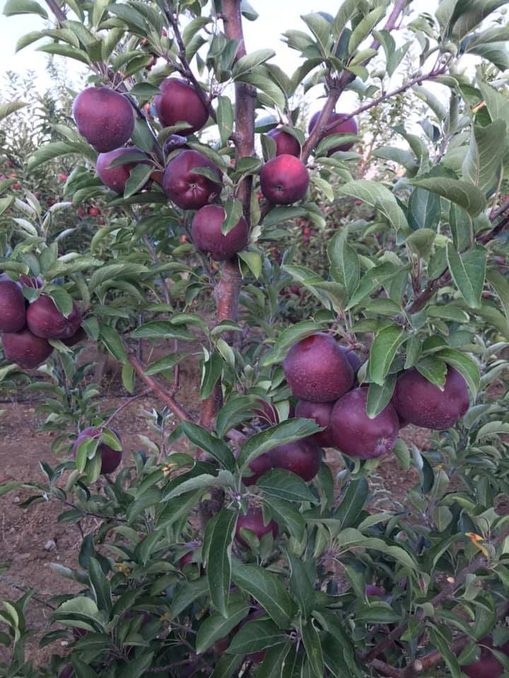 Yahyalı Kuzoluk Köyü Resimleri 2
